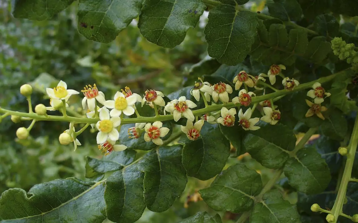 Boswellia extract resin